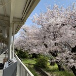 うを治 - 武庫之荘駅のホームから見える桜並木が綺麗です！2021.3