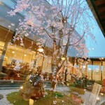 Sakura Coffee Izumikita Ten - 店内の桜