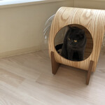 Cat Café MOFF - 