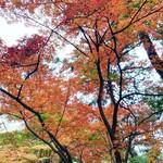 Okayama Korakuen Fukuda Chaya - 紅葉が綺麗