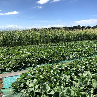 三浦半島【青木農園】の野菜