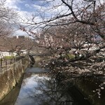 Saizeriya Setagayaku Seijo Ten - 仙川の桜（まだまだ）