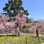 みつばち - 京都御苑　近衛邸跡