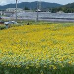 みなみの里 手みやげやさん - 丁度道の駅の横手にあるひまわり畑が満開だったんでひまわりを見ながらソフトクリームはいただきました。
             