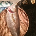 Wan - 本日の料理教室のお魚は鶏魚
      頑張って捌きますか♪