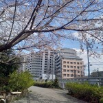 Mos Burger Ooizumigakuenten - 川沿いの桜