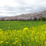 ZakkaCafe Rose House - 桜と菜の花