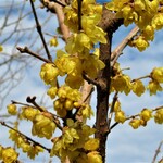 大鳥居月花園 - 