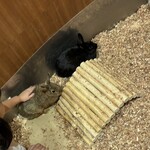 Moff animal cafe Lalaport Aichitogo Ten - 