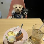 Dog cafe Shippoome - 