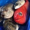 ベネディーレ - 料理写真:駿河湾沼津港直送のお魚！！