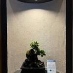 MATSUMOTO - 蝦夷松の盆栽。店内奥のディスプレイスペースに佇む蝦夷松の盆栽。店主曰く2週間に1度盆栽が入れ替わるそうで、季節ごとに違った盆栽を楽しめるのも醍醐味の一つですね！