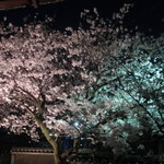 Otebi - 夜桜①