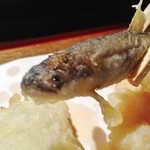 Tempura Nojigiku - 