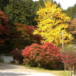 Minshuku Yuno Tsubo - 建物周辺の紅葉