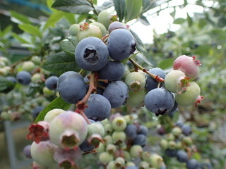 Ehime Blueberry Farm Karakawa - 無農薬ブルーベリー