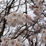 Takenoya - 五条川の桜