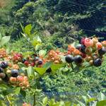 Ehime Blueberry Farm Karakawa - 小ぶりのバケツを持って、園地のブルーベリーを摘み、日陰でゆっくり食べます。