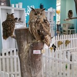 Moff animal cafe Iias Tsukuba Ten - 