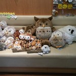 Moff animal cafe Iias Tsukuba Ten - 