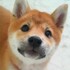 Shibainu_Rin