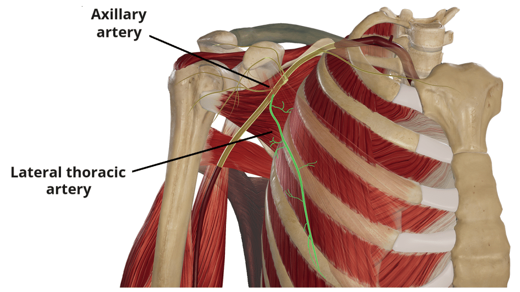 Long Thoracic Nerve Diagram