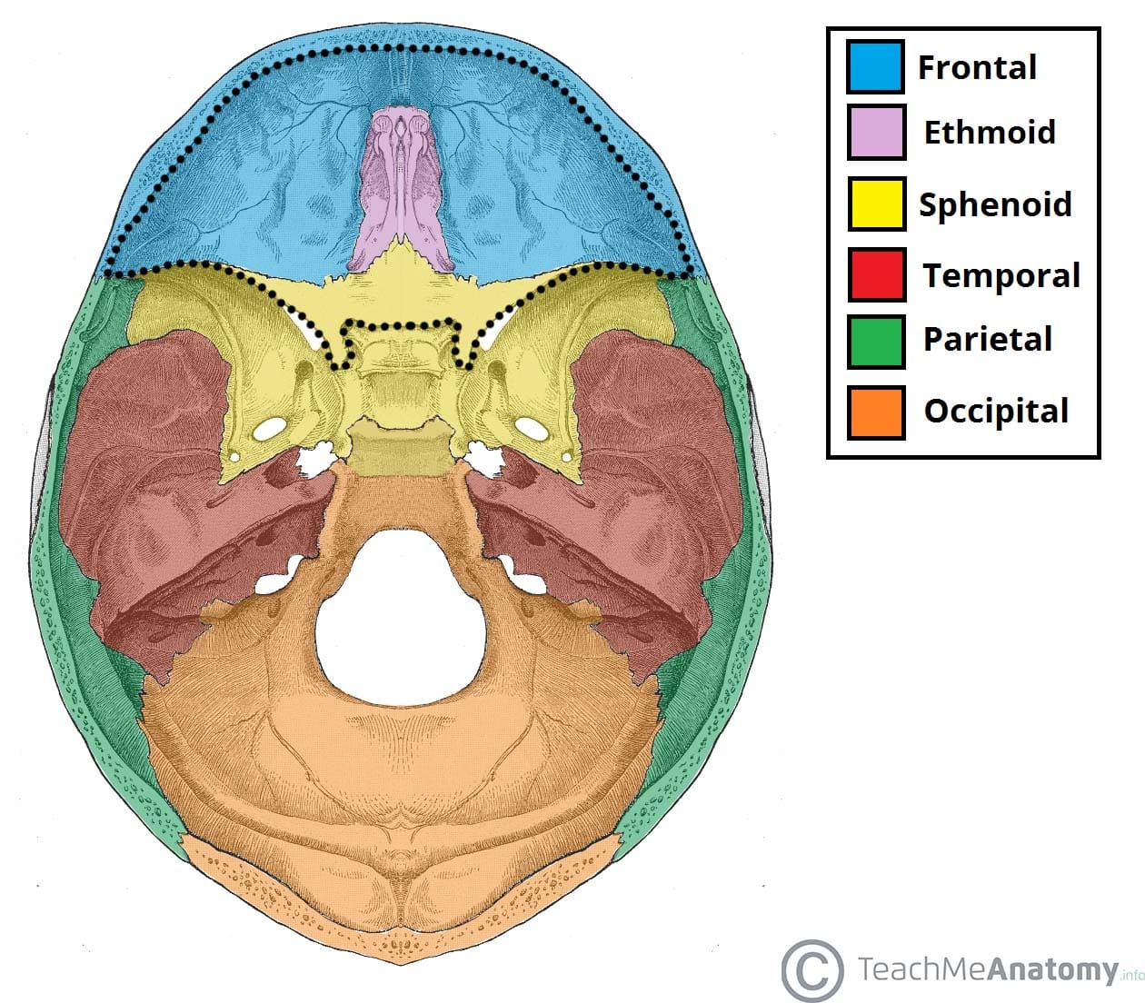 Brain ( A INRO)