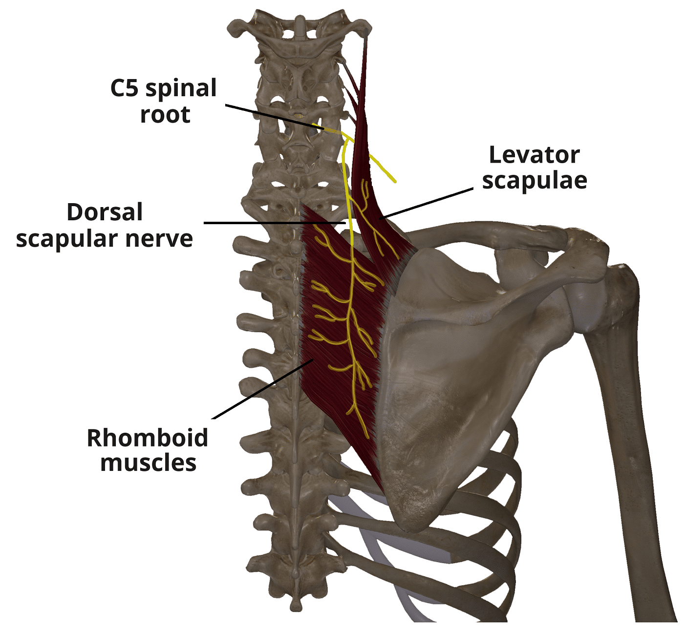 Dorsal Scapular Nerve Cadaver