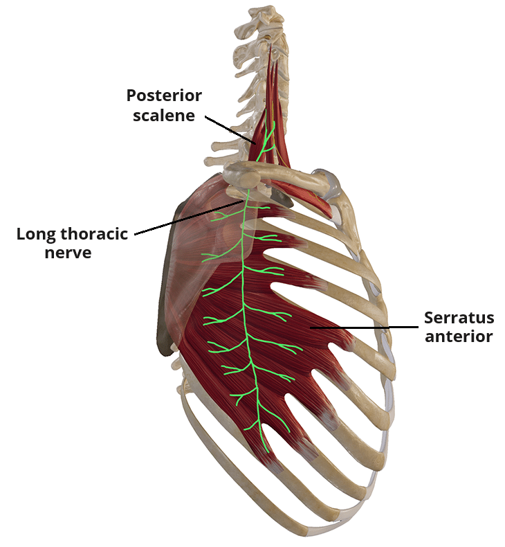 Long Thoracic Nerve Diagram