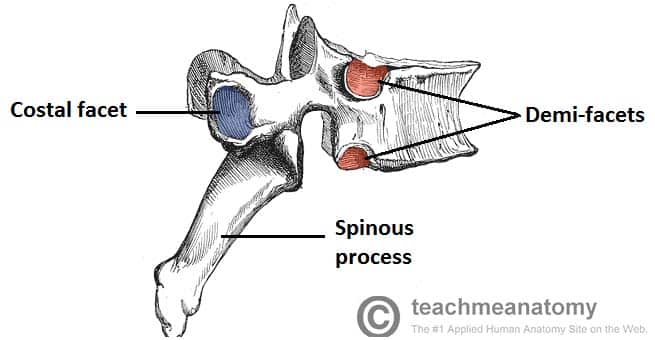 Thoracic Vertebrae Diagram