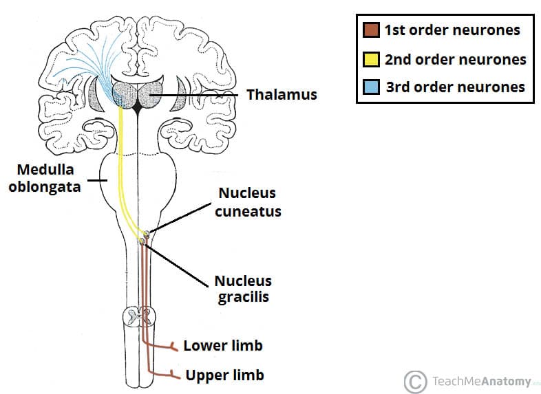 Spinothalamic Tract Diagram