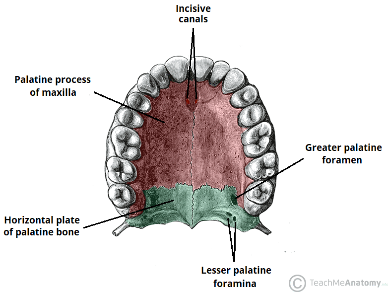 Hard And Soft Palate Diagram