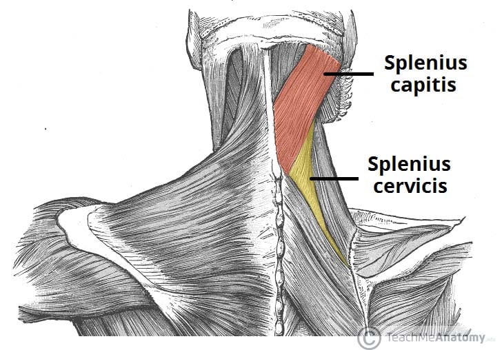 Splenius Capitis