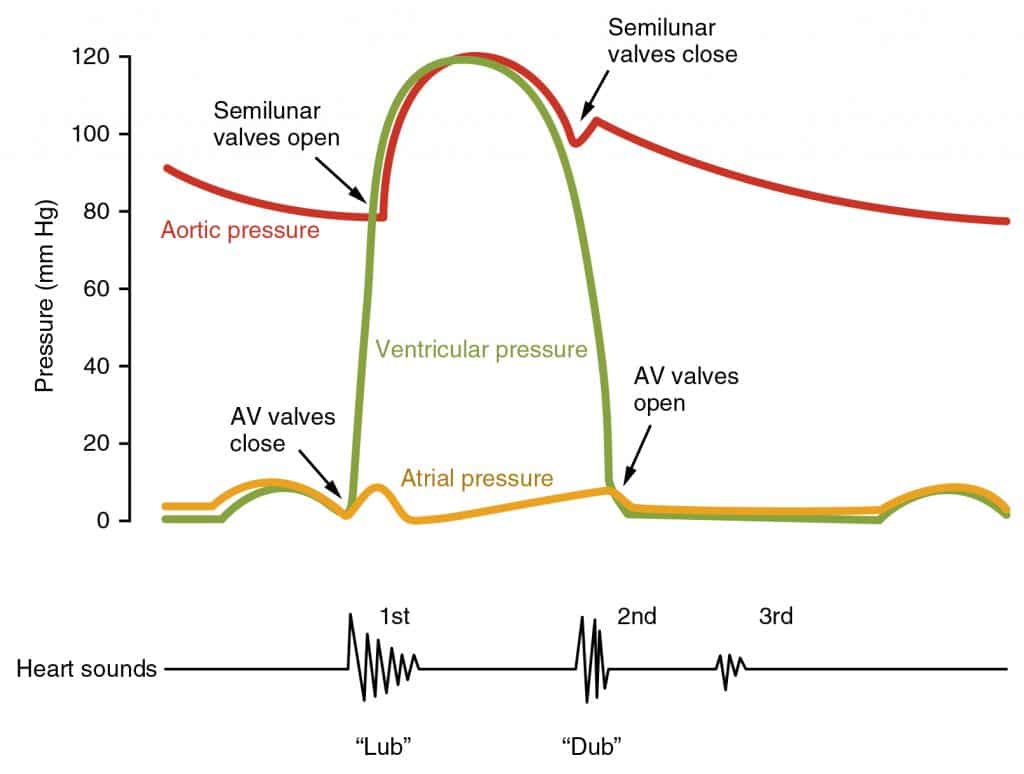 Cardiac Cycle Diagram Explained