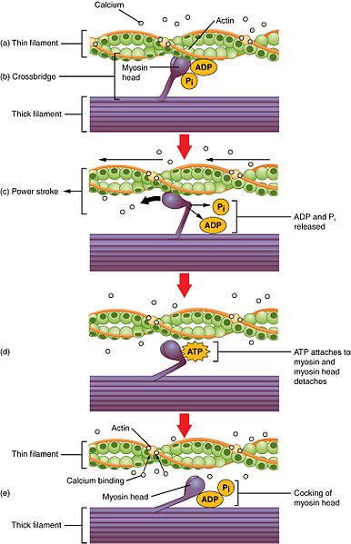 Contraction of Cardiac Muscle - Pathway of Contraction - TeachMePhysiology