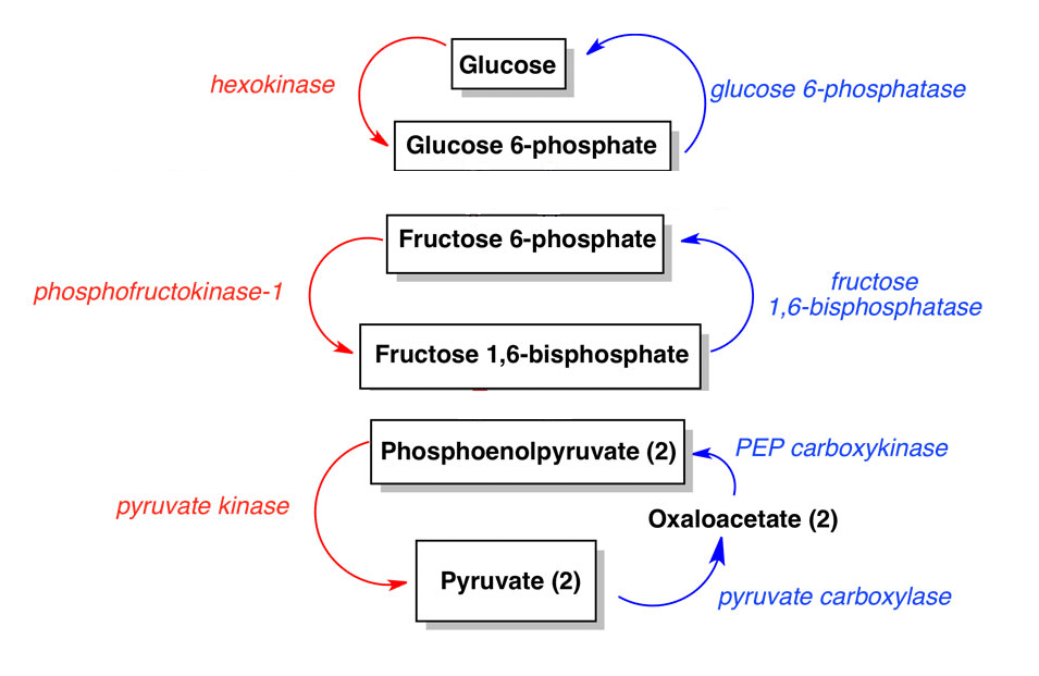 Gluconeogenesis Definition Pathway Cycle Diagram