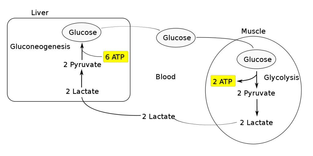 Gluconeogenesis Simple Pathway