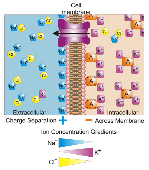 Action Potential Steps Diagram With Pumps Potential Action M