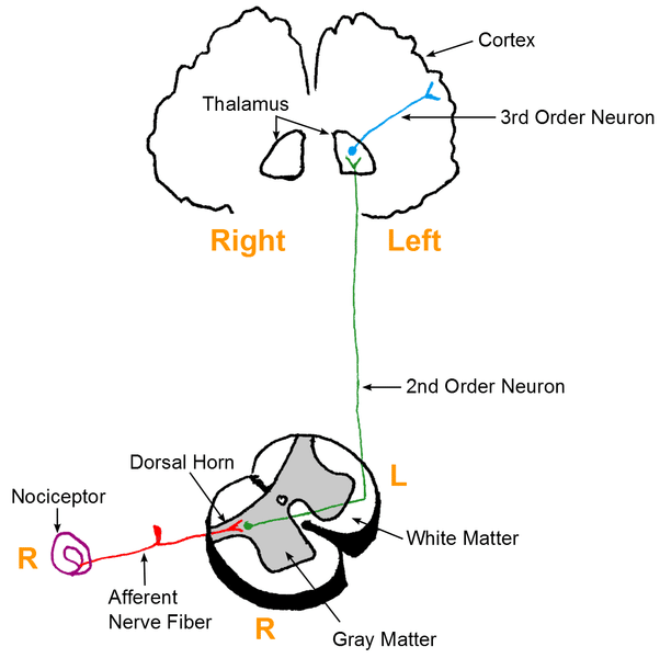 Pain Pathways - TeachMePhysiology