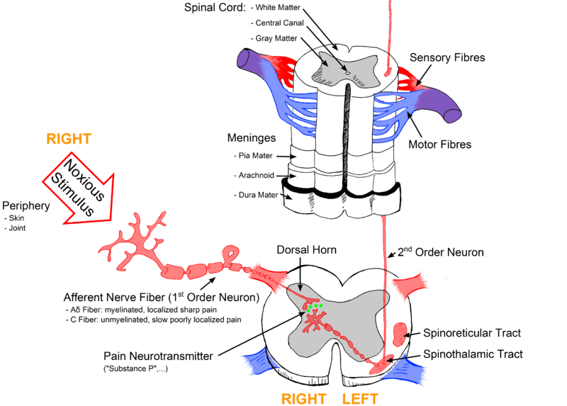 Pain Pathways - TeachMePhysiology