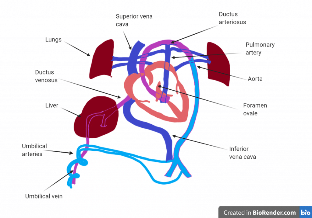 Fetal Circulation Diagram Blood Flow