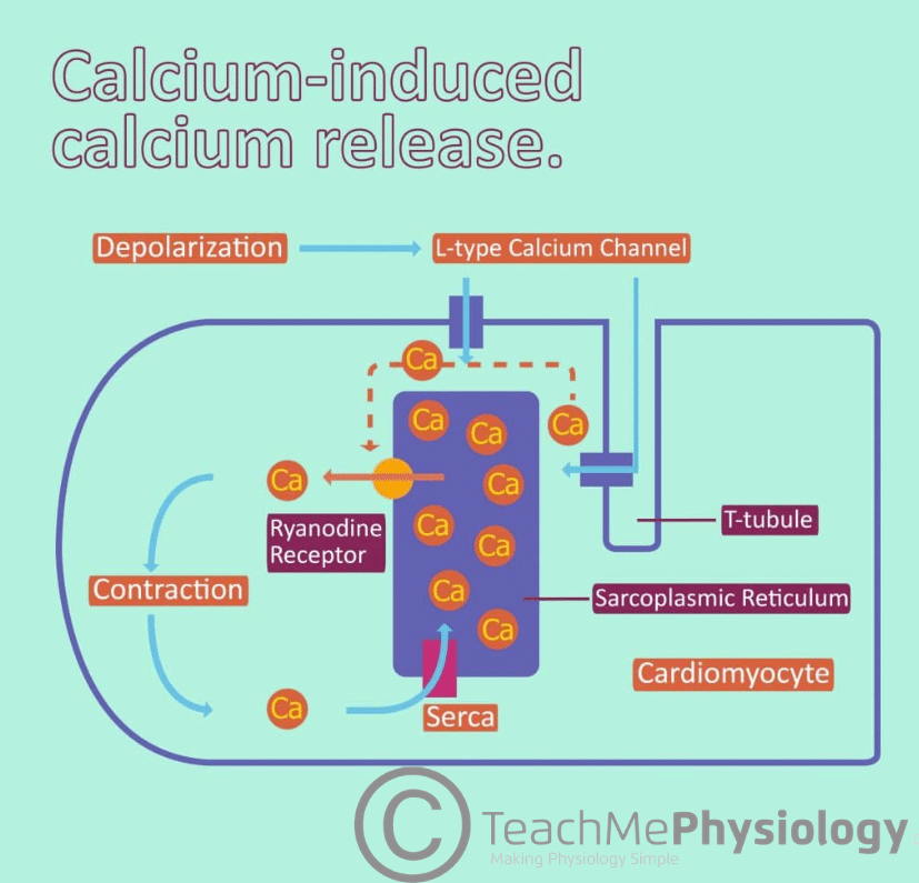 Contraction of Cardiac Muscle - Pathway of Contraction - TeachMePhysiology