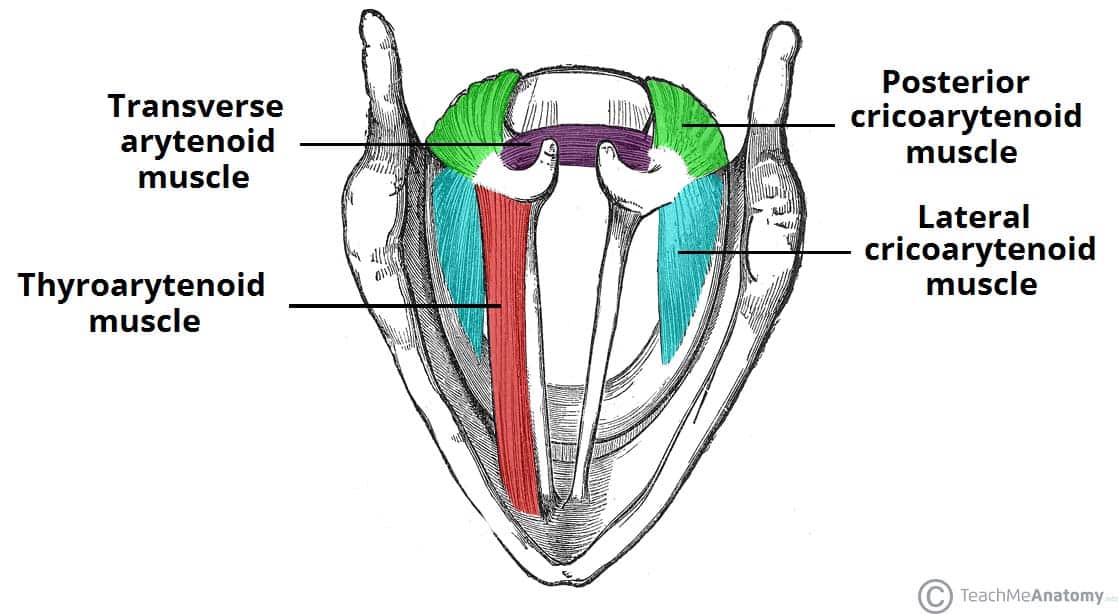 Hoarse Voice - Differential Diagnosis - Investigations - TeachMeSurgery