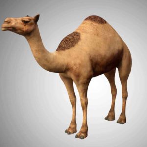 Camel 3d model