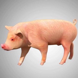 Pig 3d model