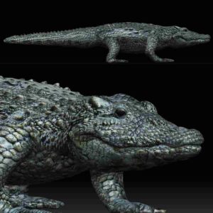 Alligator 3d model