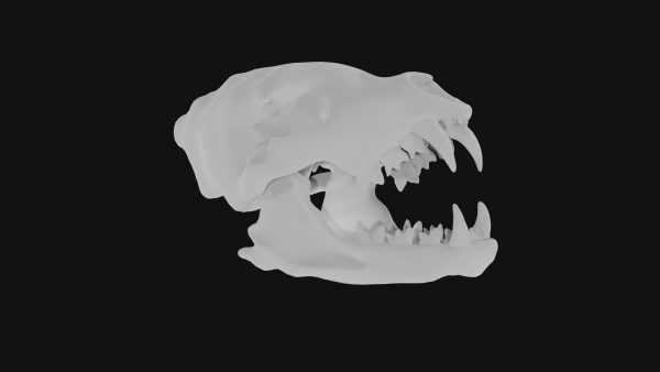 Hyena skull 3d model