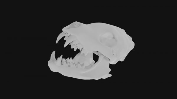 Hyena skull 3d model