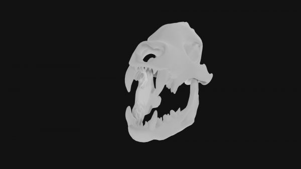 Hyena skull 3d model