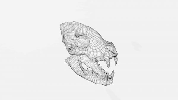 Hyena skull 3d model